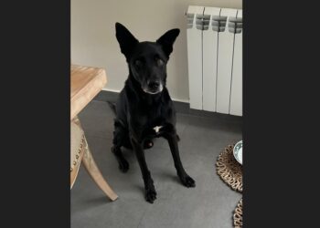 Vecinos de Adrogué y Burzaco lo buscan a Moro