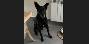 Vecinos de Adrogué y Burzaco lo buscan a Moro