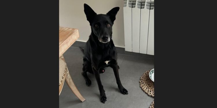 Vecinos de Adrogué y Burzaco lo buscan a Moro