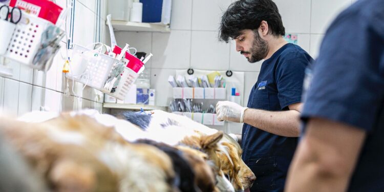 Las veterinarias de Brown ofrecerán descuento para el cuidado de animales castrados