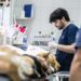 Las veterinarias de Brown ofrecerán descuento para el cuidado de animales castrados