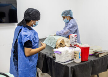 Zoonosis Brown desembarcó con un punto fijo de castración en Glew