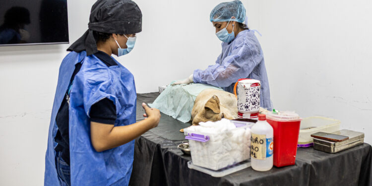 Zoonosis Brown desembarcó con un punto fijo de castración en Glew