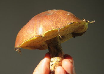 Adrogué tendrá su primer festival de hongos comestibles y medicinales, con feria, capacitaciones, charlas y música en vivo