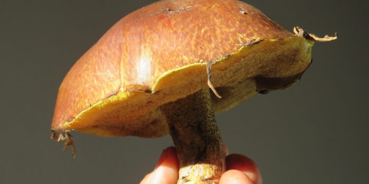 Adrogué tendrá su primer festival de hongos comestibles y medicinales, con feria, capacitaciones, charlas y música en vivo