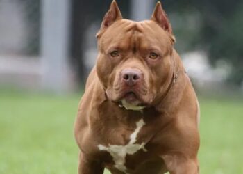 Un perro atacó a una mujer en Llavallol y ordenaron indemnizarla por $8 millones