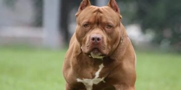 Un perro atacó a una mujer en Llavallol y ordenaron indemnizarla por $8 millones