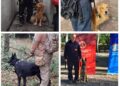 Brown fue sede de la certificación nacional de las brigadas caninas