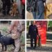 Brown fue sede de la certificación nacional de las brigadas caninas
