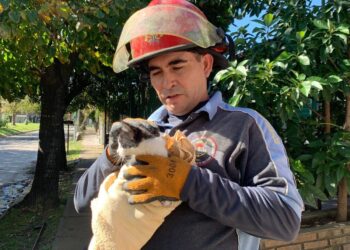 Solano: los Bomberos rescataron un gato que se había caído a un pozo
