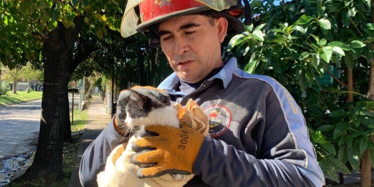 Solano: los Bomberos rescataron un gato que se había caído a un pozo