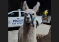 San Vicente: rescataron dos llamas usadas con fines recreativos