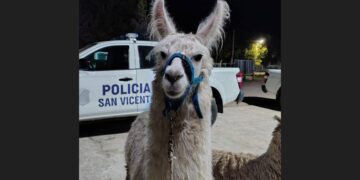San Vicente: rescataron dos llamas usadas con fines recreativos