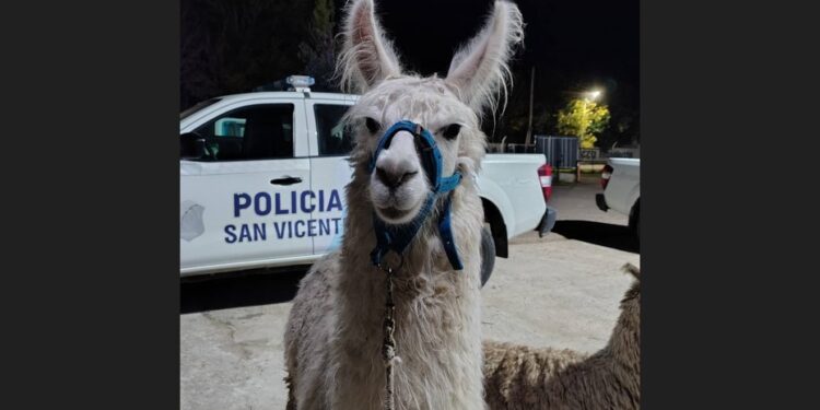 San Vicente: rescataron dos llamas usadas con fines recreativos