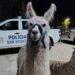 San Vicente: rescataron dos llamas usadas con fines recreativos
