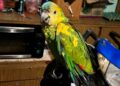Cayó una banda que enviaba loros por encomienda y operaba en Lomas y Brown
