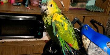 Cayó una banda que enviaba loros por encomienda y operaba en Lomas y Brown