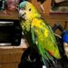 Cayó una banda que enviaba loros por encomienda y operaba en Lomas y Brown