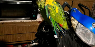 Cayó una banda que enviaba loros por encomienda y operaba en Lomas y Brown