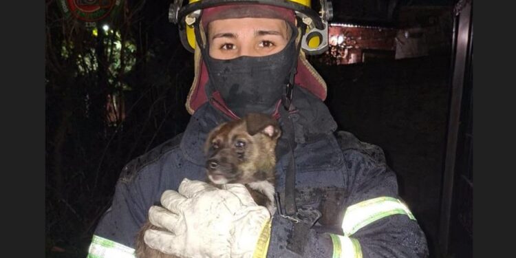 Los bomberos rescataron mascotas de un incendio en una casa de Glew