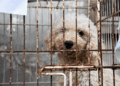 Desarticulan criadero clandestino de perros en Longchamps que operaba a través de las redes sociales