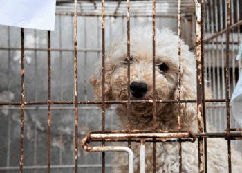Desarticulan criadero clandestino de perros en Longchamps que operaba a través de las redes sociales