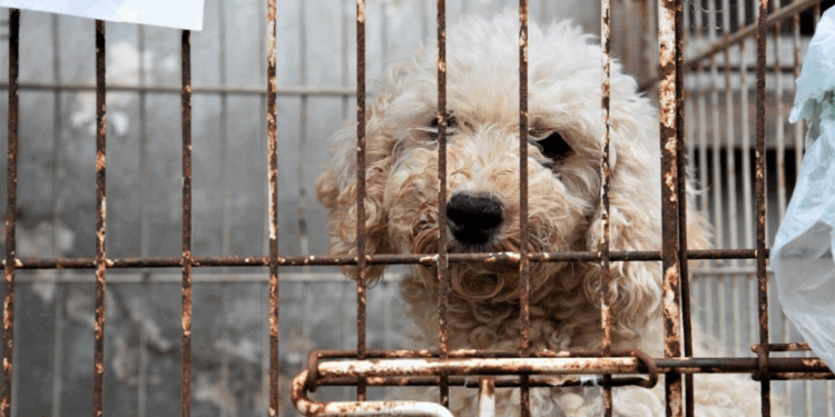 Desarticulan criadero clandestino de perros en Longchamps que operaba a través de las redes sociales