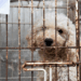 Desarticulan criadero clandestino de perros en Longchamps que operaba a través de las redes sociales